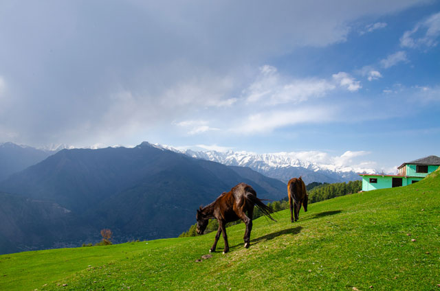 You can see the mountains covered by snow and also mountains without the snow. There is also green grass where are two beautiful horses (Kullu Manali). You can see that India has much different weather climate.
